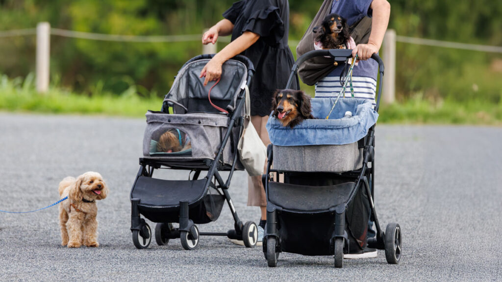 Dogs in prams and baby carrier