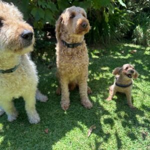 Living with Dogs