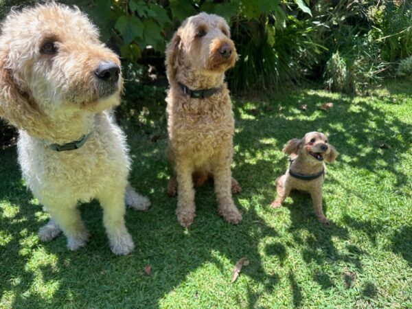 Living with Dogs