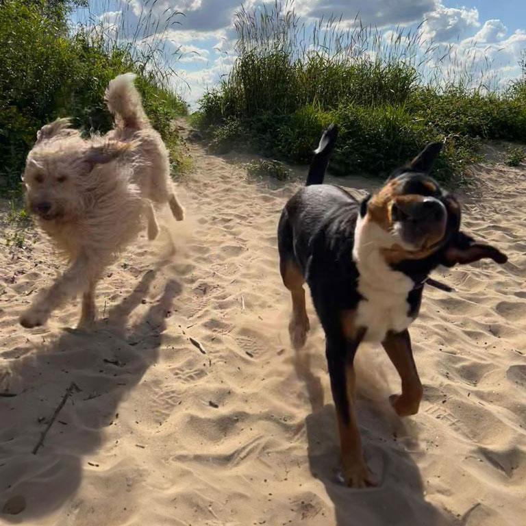 Dogs on beach